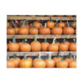 Halloween Pumpkin Wall postcard