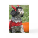 Halloween Shih Tzu Cards