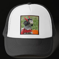 Halloween Shih Tzu hats