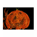 Halloween Shirt "Flamin' Jack"