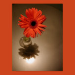 flower, daisy, shasta, orange, vase, glass,