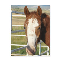 Halter Free postcards