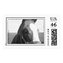 Ham It Up Stamps