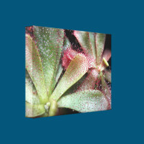 Hamilton's Sundew Plant Photo canvas prints