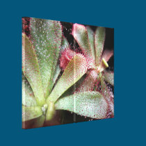 Hamilton's Sundew Plant Photo canvas prints