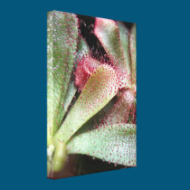 Hamilton's Sundew Plant Photo canvas prints