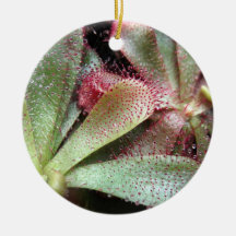 Hamilton's Sundew Plant Photo Christmas Tree Ornament