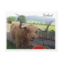 Hamish the Hairy Coo, Scotland postcards