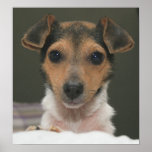 Hamlin the Rat Terrier Posters