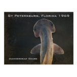 Hammerhead Shark Florida Postcard