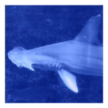 Hammerhead Shark  Invitations