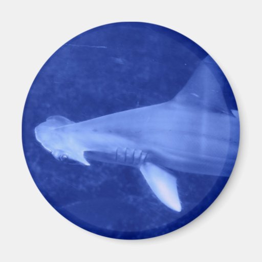 Hammerhead Shark Magnet