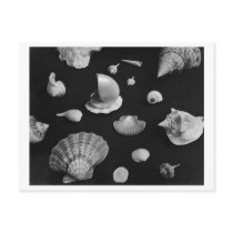 Hamptons 'Seashells' POSTCARD