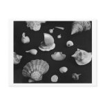 Hamptons 'Seashells' POSTCARD