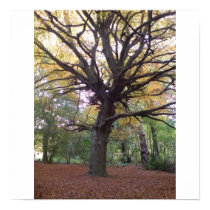 Hamstead Heath in Autumn posters