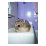Hamster Bath cards