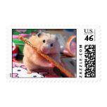 Hamster chewing postage