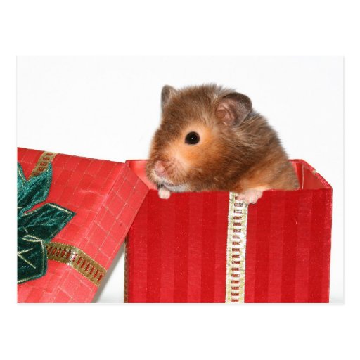 Hamster Christmas gift Postcard Zazzle