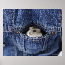 Hamster in pocket posters