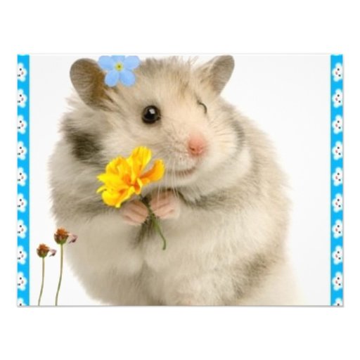 hamster invitation