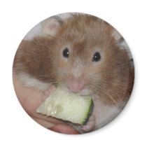 hamster magnets