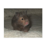 Hamster Postcard