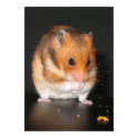 Hamster poster posters