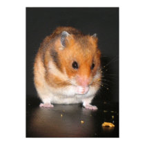 Hamster poster posters