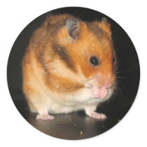 Hamster stickers by photoinspiration Hamster stickers