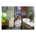Hamster wants to watch t.v. cards