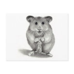 HAMSTER WITH PEANUT, PENCIL ART POSTCARD