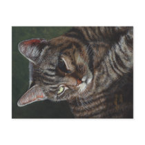 Hana Gray Tabby Cat Postcard