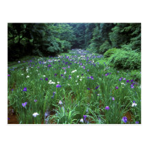 Hana Shobu (Japanese Water Iris), Meiji Shrine, Post Card