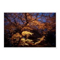 Hanami Viewing posters