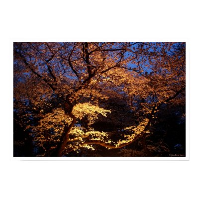 Hanami Viewing Print by jlayesphotography