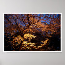 Hanami Viewing posters