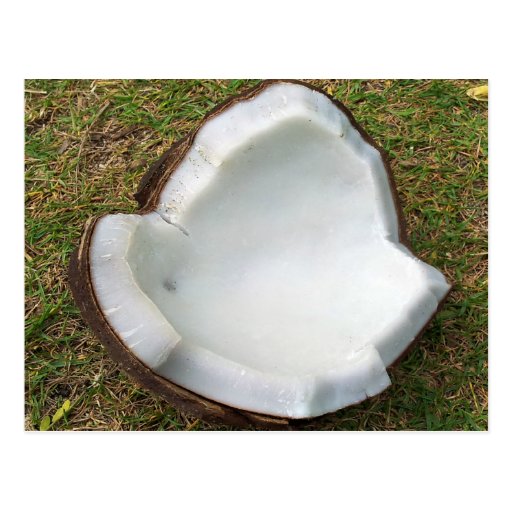 Hanauma Bay Hawaii Coconut Postcard Zazzle
