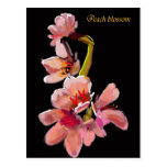 Hand drawn peach blossom post card