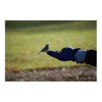 Hand Fed Bird -poster posters