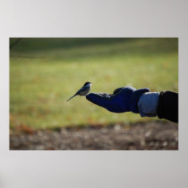 Hand Fed Bird -poster