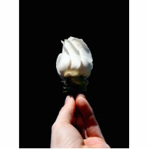 Hand holding white rose bud black background photo cut outs