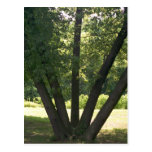 Hand Of Nature Postcard