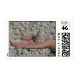 hand, shell, female, khao, lak, thailand, tropics, - party travel