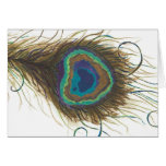 Handpainted Peacock cards