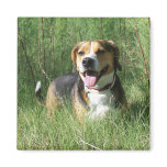 Handsome Beagle Hunting In Tall Grass - Magnet