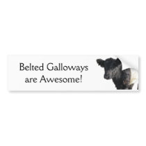 Handsome Belted Galloway Steer Bumper Stickers