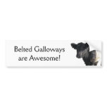 Handsome Belted Galloway Steer Bumper Stickers