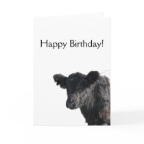 Handsome Belted Galloway Steer Greeting Card