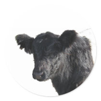 Handsome Belted Galloway Steer Stickers