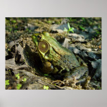 Handsome Bullfrog, Poster